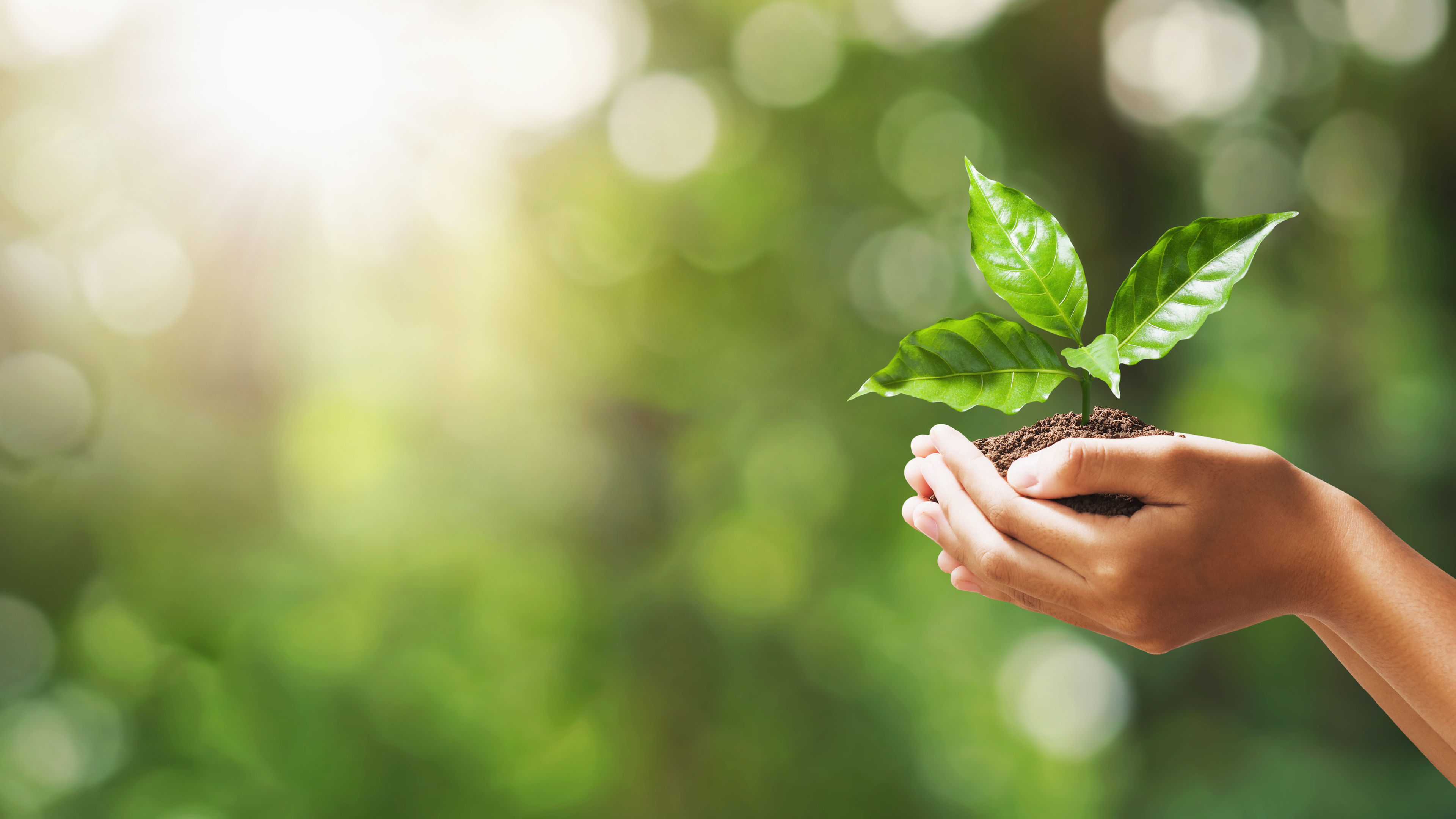 Sustainable plant in hand